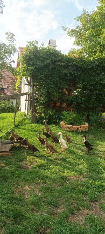 Miklos Lak Ocna de Sus Exterior foto